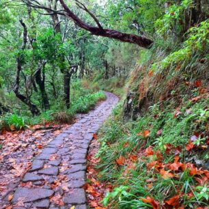 Levada do Furado poblíž horského sedla Portela. Madeira