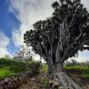 La Palma - GR 130 La Tricias