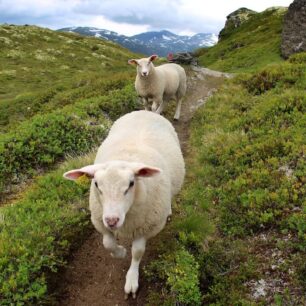 Prozkoumejte pohoří Norska - Jotunheimen, Trollheimen nebo Breheimen