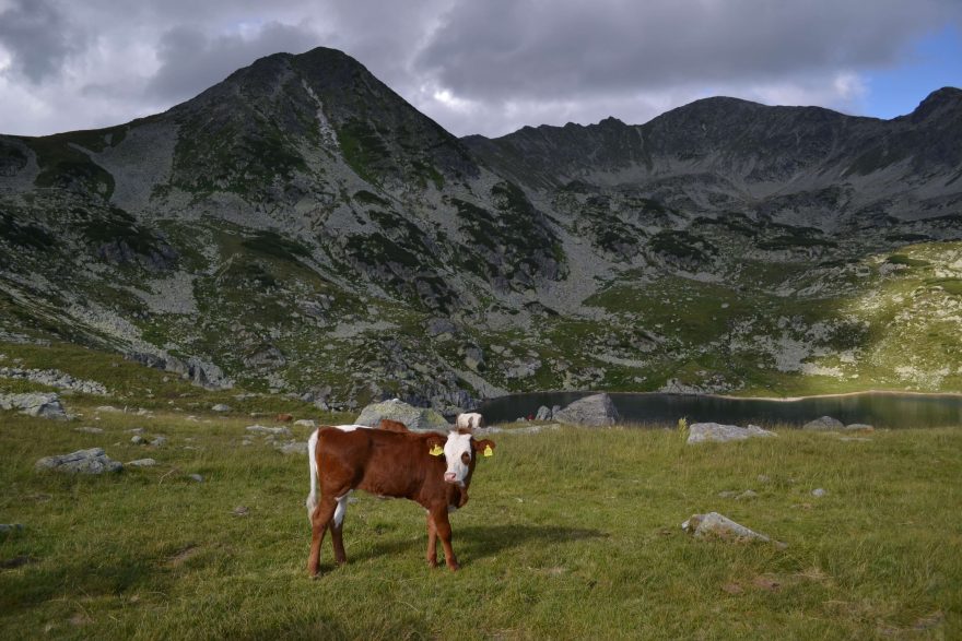 Na pastvinách pasou bačové skot, Retezat, Rumunsko