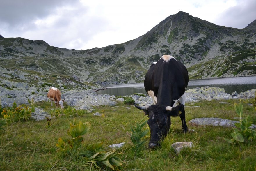 Na pastvinách pasou bačové skot, Retezat, Rumunsko