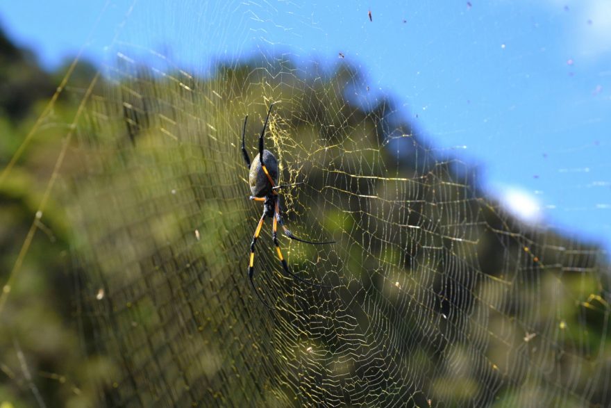 Pavouk Nephila inaurata je sice velký asi jako golfový míček, ale není jedovatý. Na Reunionu žádní jedovatí tvoři nežijí.