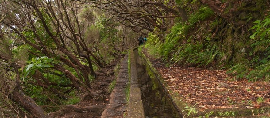 Levada Caldeirão Verde na Madeiře: podél levád skrz vavřínový les až do Pekelného kotle Caldeirao do Inferno