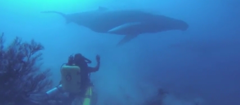 Potápění s nějvětšími živočichy Země + VIDEO