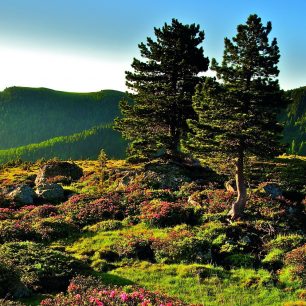 Jihorakouské pohoří Nockberge láká turisty na neporušenou přírodu