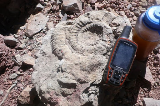 Nalezená zkamenělina, foto: Maximo Kausch