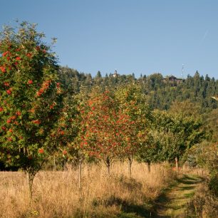 Hvězda z nížiny