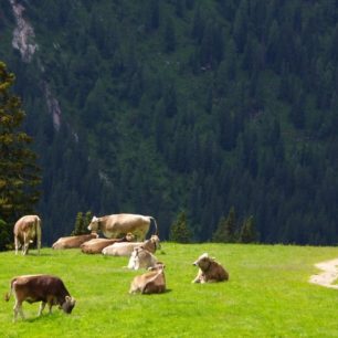 Petra Miškovská, alpská fauna a flóra